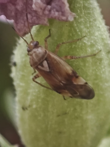 Gemeine Wiesenwanze — Bild 5 von 10