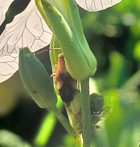 Gemeine Wiesenwanze — Bild 3 von 10