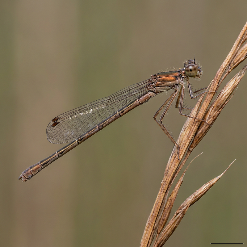 Gemeine Winterlibelle (Sympecma fusca), KI-Illustration