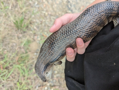 Gemeiner Blauzungenskink — Bild 5 von 8