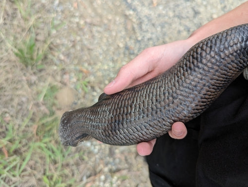 Gemeiner Blauzungenskink — Bild 4 von 8