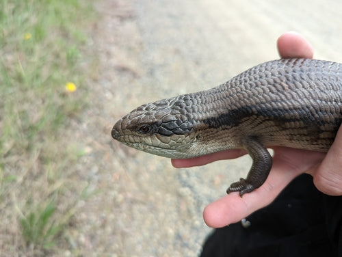 Gemeiner Blauzungenskink — Bild 3 von 8