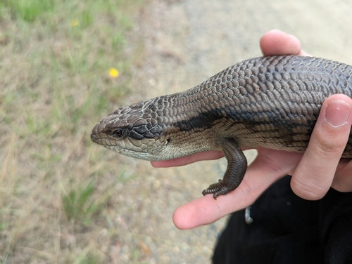 Gemeiner Blauzungenskink — Bild 2 von 8