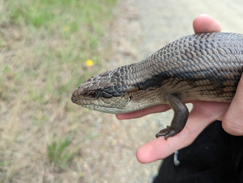 Gemeiner Blauzungenskink — Bild 1 von 8