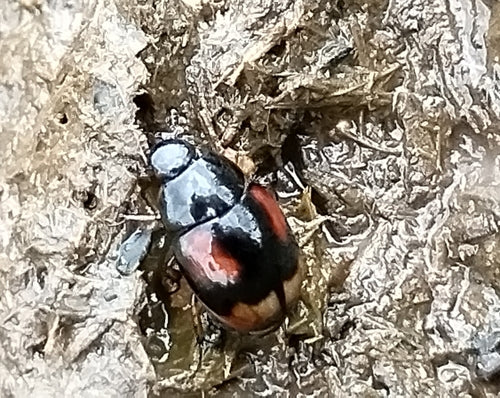 Gemeiner Dungkäfer (Sphaeridium scarabaeoides) — Bild 5 von 10