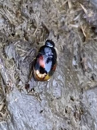 Gemeiner Dungkäfer (Sphaeridium scarabaeoides) — Bild 4 von 10
