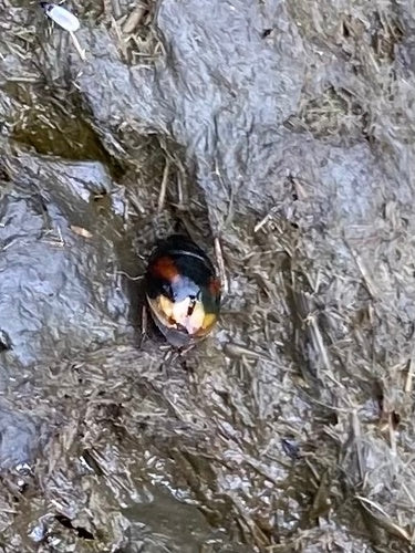 Gemeiner Dungkäfer (Sphaeridium scarabaeoides) — Bild 3 von 10