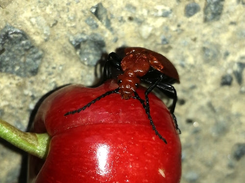 Gemeiner Feuerkäfer — Bild 3 von 8