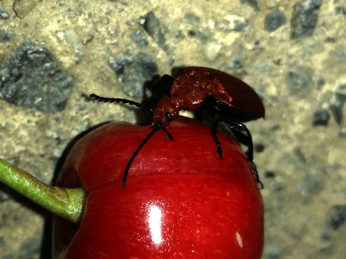 Gemeiner Feuerkäfer — Bild 1 von 8