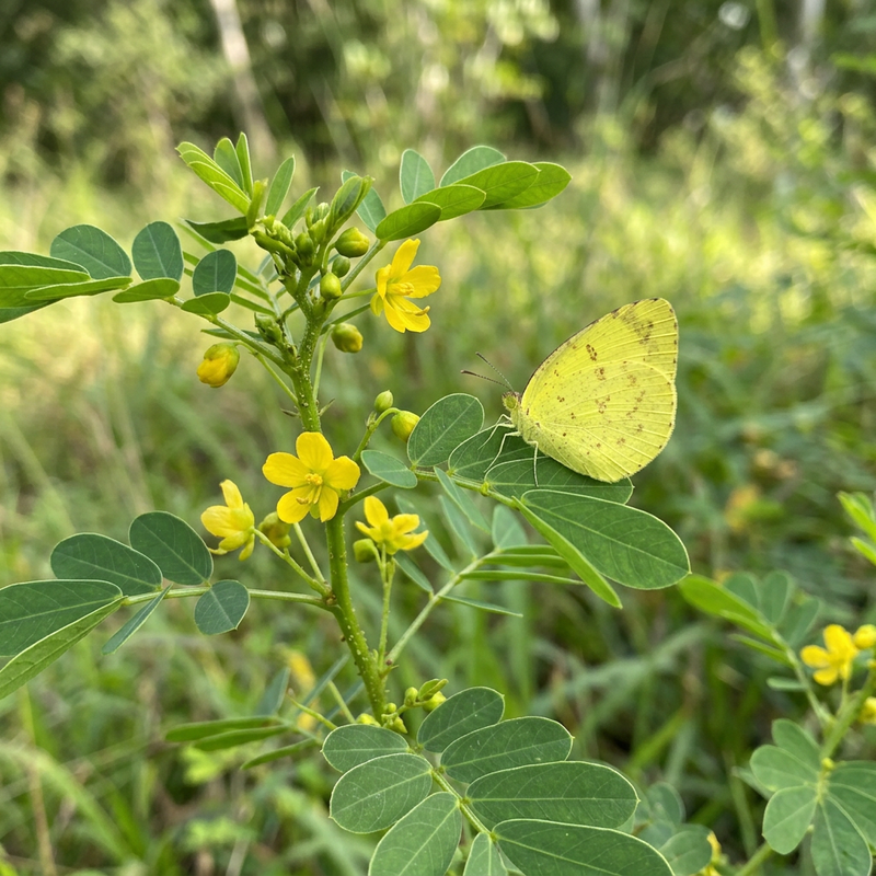 Gemeiner Gras-Gelbling (Eurema hecabe), KI-Illustration