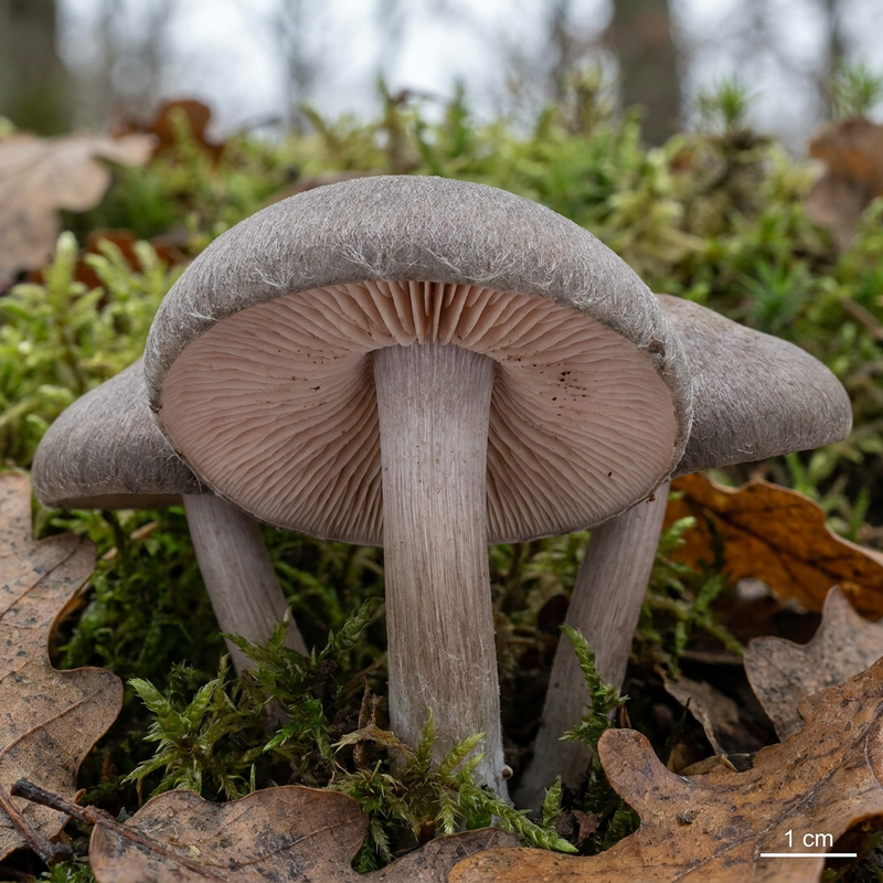 Gemeiner Rötling (Entoloma rhodopolium), KI-Illustration