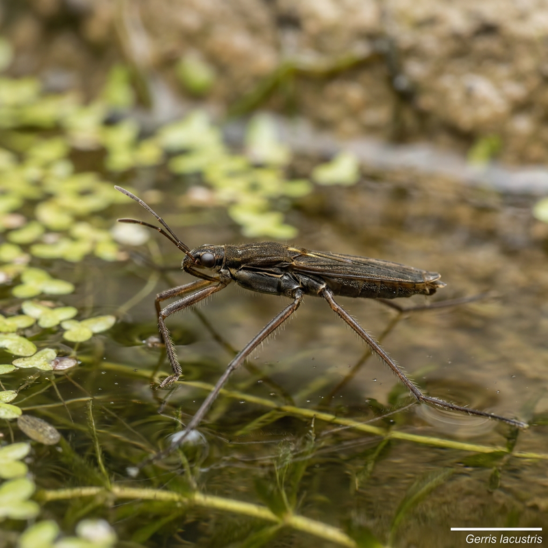 Gemeiner Wasserläufer (Gerris lacustris), KI-Illustration