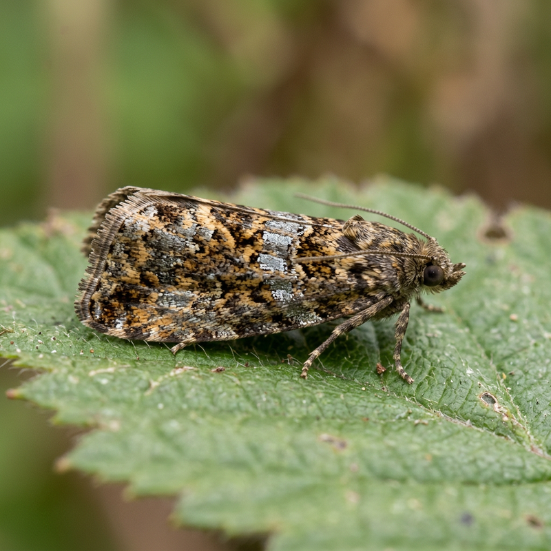 Gemeiner Wickler (Celypha lacunana), KI-Illustration
