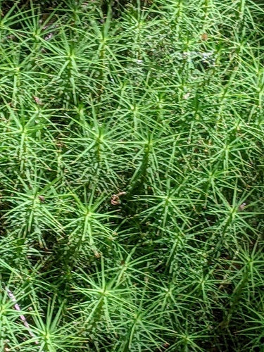Gemeines Widertonmoos — Bild 5 von 11