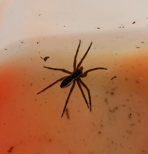 Gerandete Jagdspinne — Bild 4 von 9