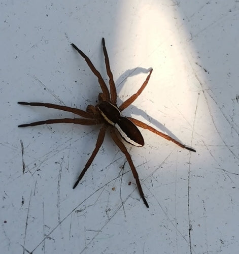 Gerandete Jagdspinne — Bild 5 von 9