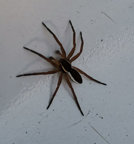 Gerandete Jagdspinne — Bild 3 von 9