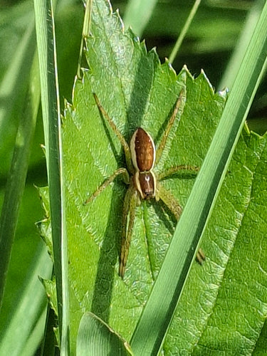 Gerandete Jagdspinne — Bild 2 von 9
