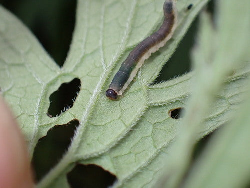 Geranium-Blattwespe — Bild 5 von 6
