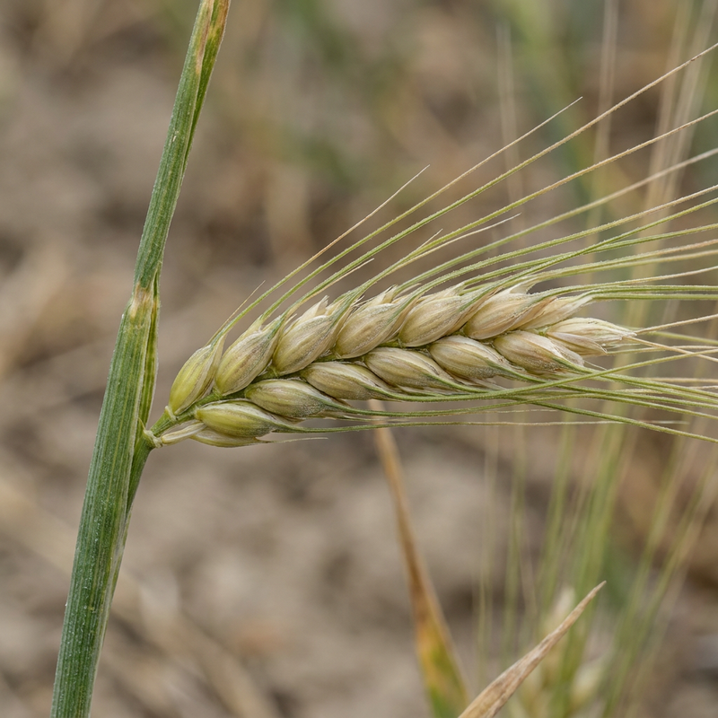 Gerste (Hordeum vulgare), KI-Illustration