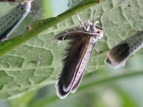 Gespinste von Gespinstmotten — Bild 5 von 12