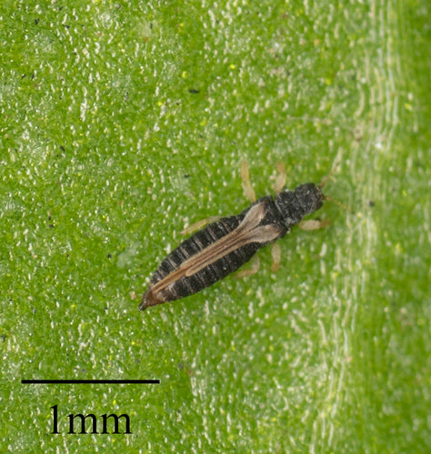 Gewächshausthrips — Bild 4 von 8