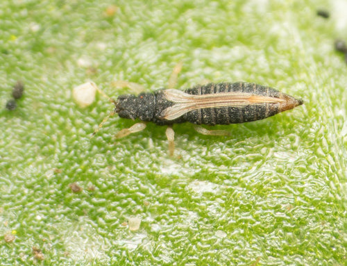 Gewächshausthrips — Bild 5 von 8