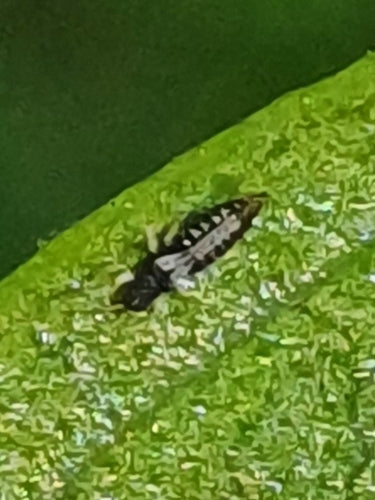 Gewächshausthrips — Bild 3 von 8
