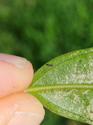 Gewächshausthrips — Bild 2 von 8