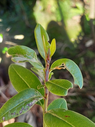 Gewächshausthrips — Bild 1 von 8