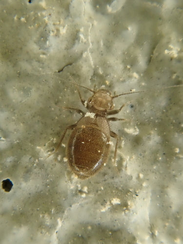 Gewöhnliche Staublaus — Bild 2 von 2
