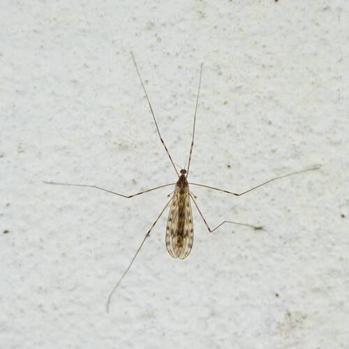 Gewöhnliche Stelzmücke — Bild 5 von 12