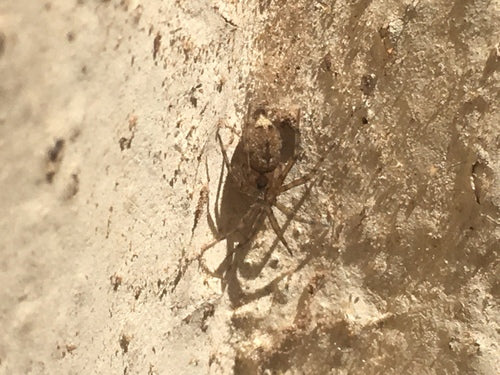 Gewöhnliche Wandspinne — Bild 4 von 9
