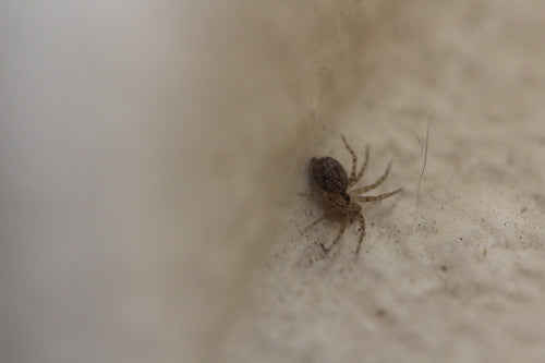 Gewöhnliche Wandspinne — Bild 2 von 9