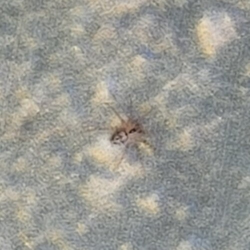 Gewöhnliche Wandspinne — Bild 5 von 9