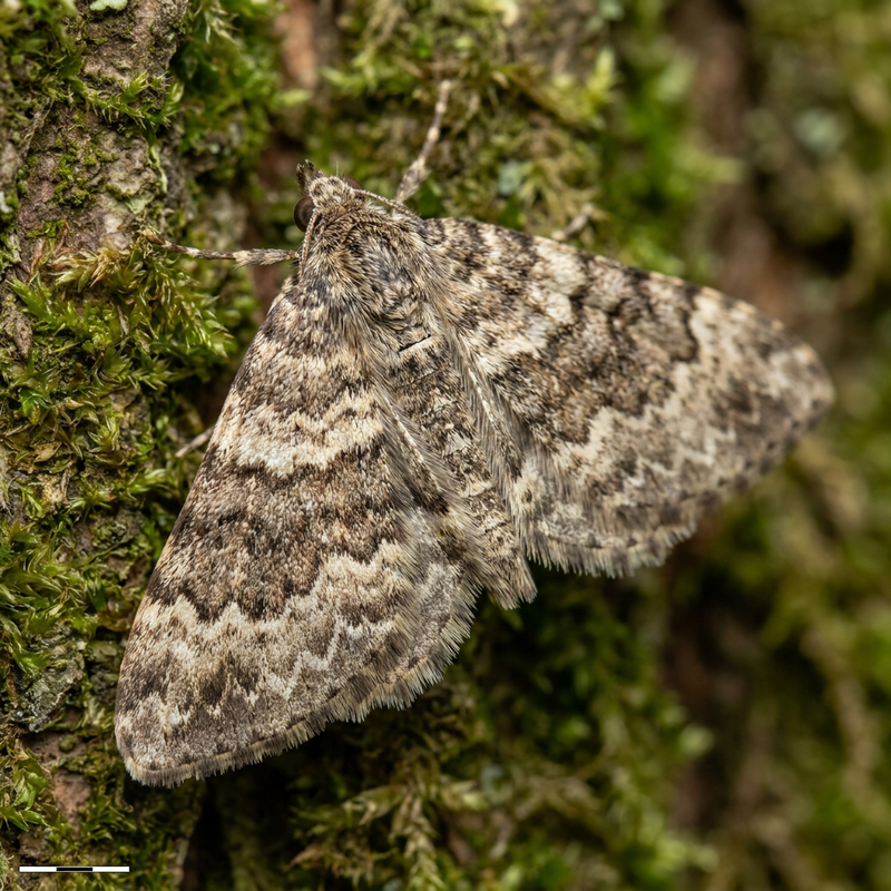 Gewöhnlicher Bindenspanner (Epirrhoe alternata), KI-Illustration