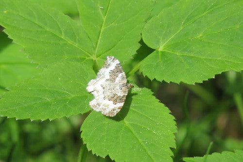 Gewöhnlicher Bindenspanner — Bild 3 von 8