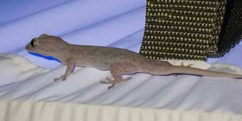 Gewöhnlicher Hausgecko — Bild 3 von 8