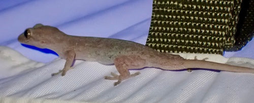 Gewöhnlicher Hausgecko — Bild 4 von 8
