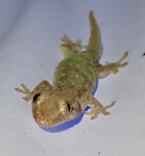 Gewöhnlicher Hausgecko — Bild 2 von 8