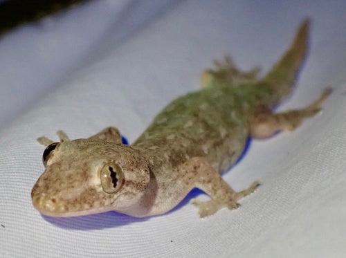 Gewöhnlicher Hausgecko — Bild 5 von 8
