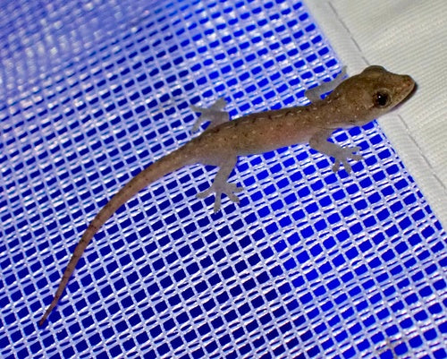 Gewöhnlicher Hausgecko — Bild 1 von 8