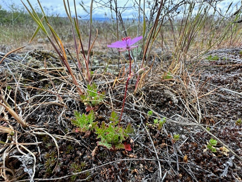 Gewöhnlicher Reiherschnabel — Bild 4 von 11