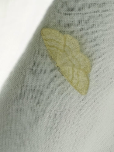 Gewöhnlicher Wellenspanner — Bild 2 von 8