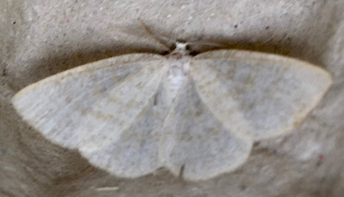 Gewöhnlicher Wellenspanner — Bild 3 von 8