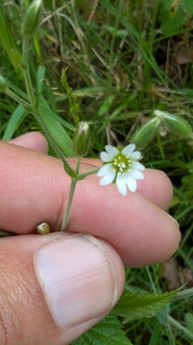 Gewöhnliches Hornkraut — Bild 4 von 11