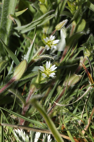Gewöhnliches Hornkraut — Bild 5 von 11