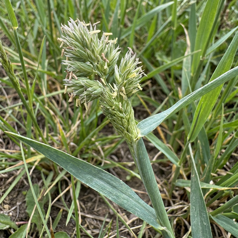 Gewöhnliches Knäuelgras (Dactylis glomerata), KI-Illustration