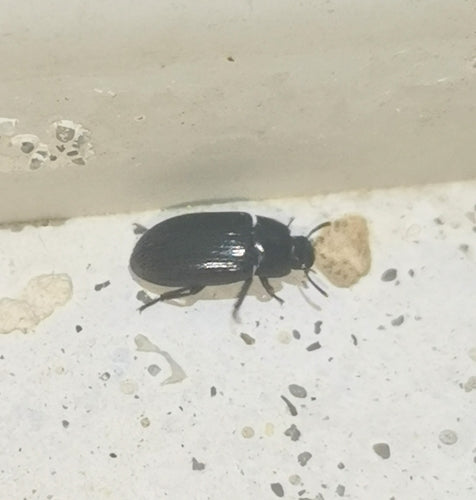 Glänzender Getreideschimmelkäfer — Bild 3 von 17