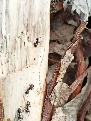 Glänzendschwarze Holzameise — Bild 2 von 8